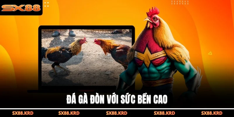 Đá gà đòn với sức bền cao